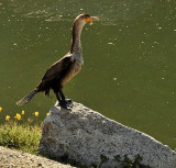 A CORMORANT VISITS ONE OF THE PONDS ON A SUNNY AFTERNOON