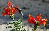 IT DID NOT TAKE LONG FOR THE ANNA HUMMING BIRDS TO APPEAR