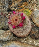 JOJOBA HILLS RESORT IS HIGH DESERT AND THERE ARE SEVERAL VARIETIES OF CACTI IN THE RESORT