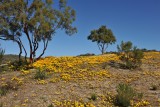 THE COUNTLESS DAISIES HELP MAKE CALIFORNIA THE GOLDEN STATE