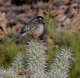 A CACTUS WREN IN THE PARK-THE STATE BIRD OF ARIZONA AND A LUCKY PHOTO SHOT-HE WAS COLD..