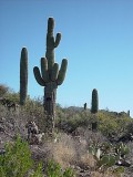 THE MIGHTY SAGUAROS OF THE VALLEY-THEY ARE GIANTS YOU DONT WANT TO RUB SHOULDERS WITH.....