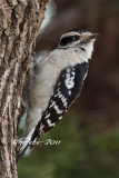 FEMALE DOWNY WOODPECKER