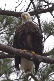 FEMALE EAGLES BROOD PATCH