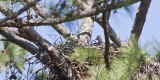 BABY EAGLE PEEKING OVER NEST