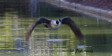 MALE CANADA GOOSE