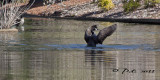 MALE GOOSE CELEBRATING VICTORY