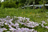 Spring Primrose in a field