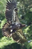 YOUNG EAGLE TAKES OFF