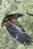 YOUNG EAGLE HEADS FOR FREEDOM