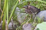 BABY GREEN HERON