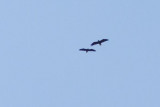 PAIR OF EAGLES FLYING TOGETHER