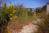 BEACH GRASSES