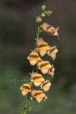 SINGING FLOWERS