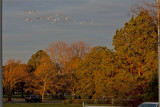 sunrise and snow geese