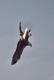 EAGLE DIVES FOR FISH