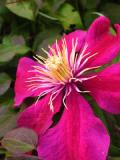 Clematis