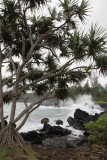 Maui 2011_133.jpg