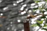 Liblula / Dragonfly