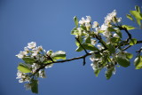 Pear Blossom