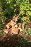 Cut Logs