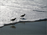 Two Snipes at Low Tide