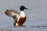 Northern Shoveler (Anas clypeata)