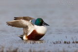 Northern Shoveler (Anas clypeata)