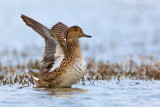 Common Teal (Anas crecca)