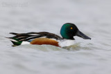 Northern Shoveler (Anas clypeata)