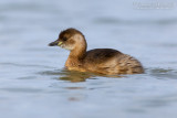 Little Grebe (Tachybaptus ruficollis)
