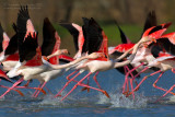 Flamingo (Phoenicopterus roseus)