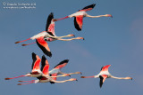 Flamingo (Phoenicopterus roseus)