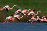 Flamingo (Phoenicopterus roseus)