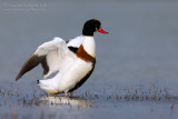 Shelduck (Tadorna tadorna)