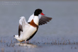 Shelduck (Tadorna tadorna)