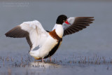 Shelduck (Tadorna tadorna)