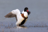 Shelduck (Tadorna tadorna)