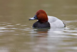 Pochard (Aythya ferina)