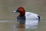 Pochard (Aythya ferina)