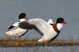 Shelduck (Tadorna tadorna)