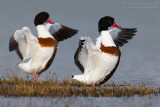 Shelduck (Tadorna tadorna)