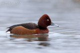 Ferruginous Duck (Aythya nyroca)