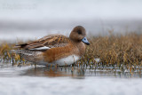 Eurasian Wigeon (Anas penelope)