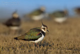 Northern Lapwing (Vanellus vanellus)