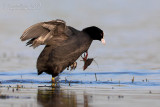 Coot (Fulica atra)