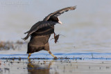 Coot (Fulica atra)