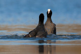 Coot (Fulica atra)