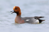 Eurasian Wigeon (Anas penelope)