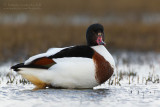 Shelduck (Tadorna tadorna)